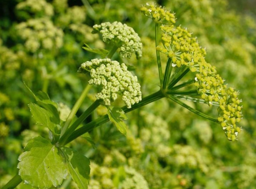 Alexanders Horse Parsley