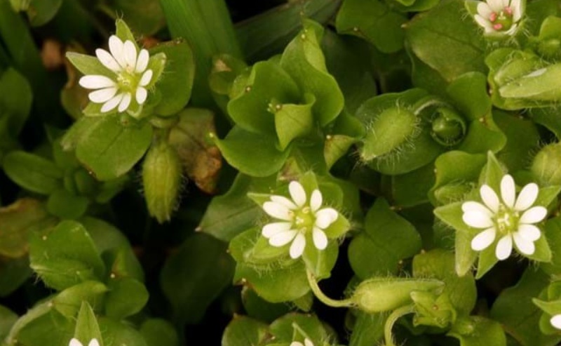 Chickweed