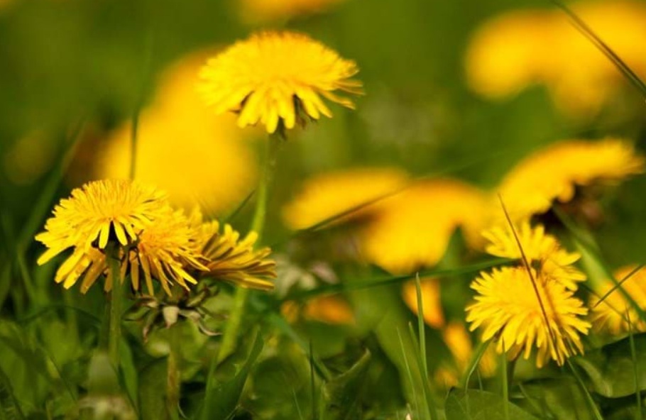 Dandelion