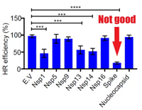 Spike protein eliminates 90% of DNA repair