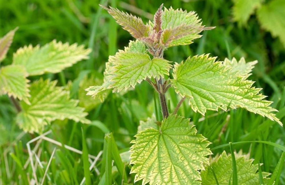 Nettles