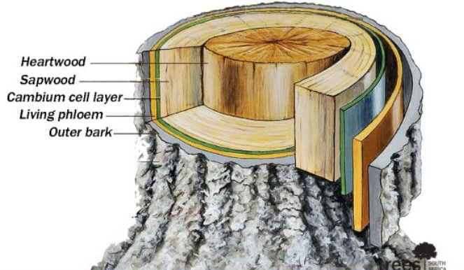 layers of a tree