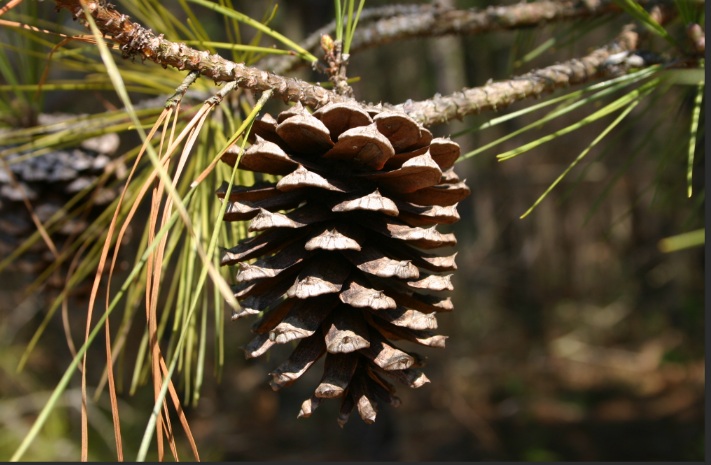 pine-cone and nuts