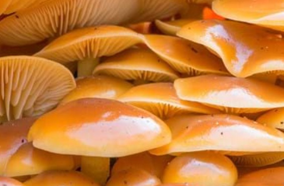 Velvet Shank Mushrooms